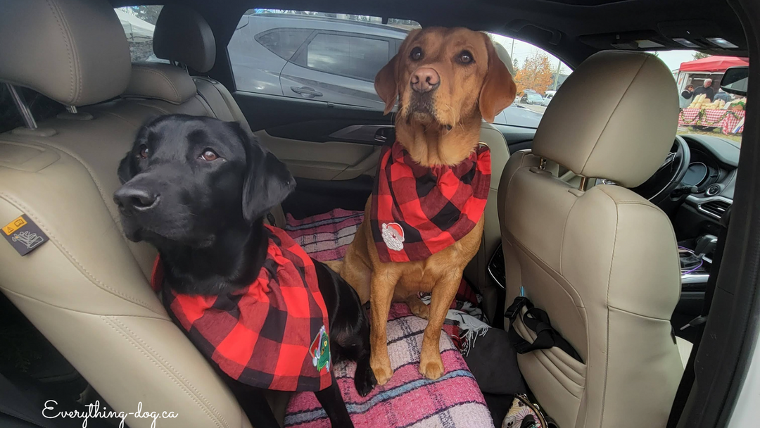 Christmas Market Time! Santa Comes for Dogs Too!