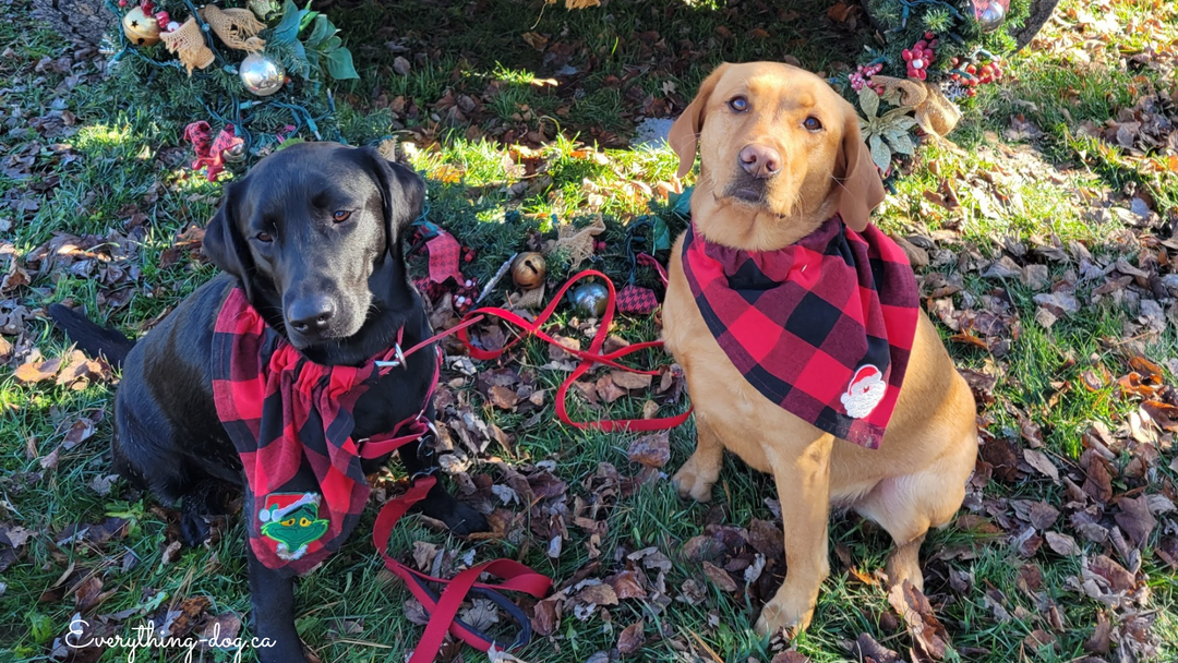 Christmas Shopping in a Barn, Perfect! - Hollowbrook Highlands and the Holiday Market in the Barn