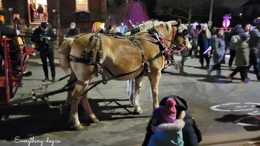Winter Nights, City Lights and Christmas in the Village - Sharing Christmas with your Dog!