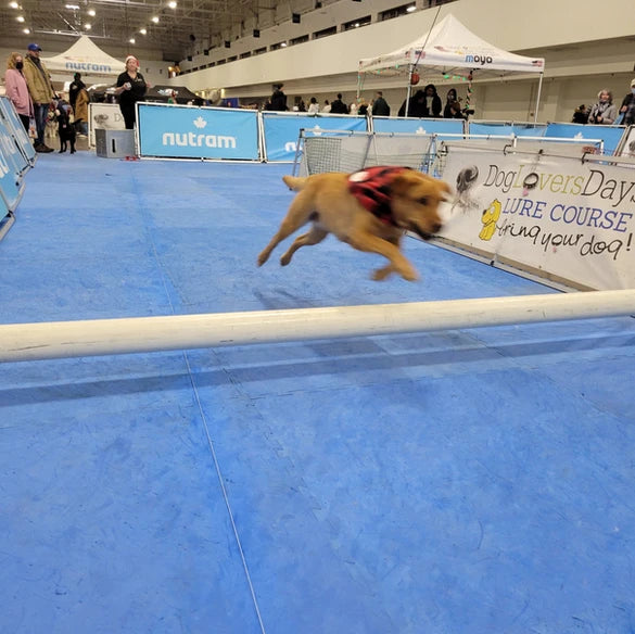 The Canadian Pet Expo - Splashing, Running & Fun for the Dogs & Shopping for the Humans!