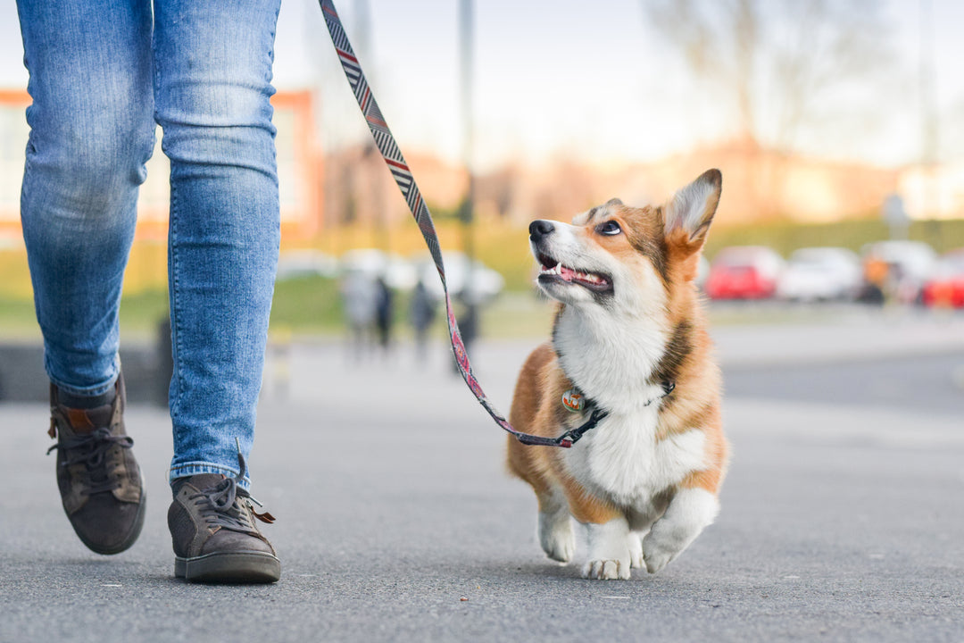 Waxed Canvas Leash  (4 ft)