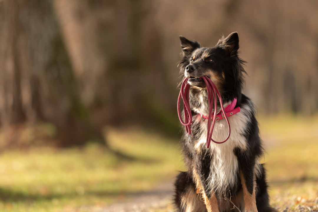 The Trail Leash — 6 ft Rope